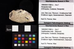 Foto (Objket + Etiketten) von Galatheoidea indet. 